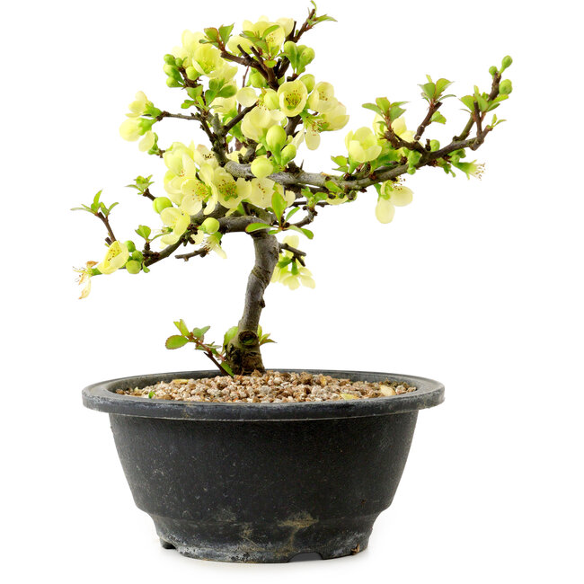 Chaenomeles speciosa weiß, 16 cm, ± 12 Jahre alt