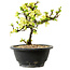 Chaenomeles speciosa white, 16 cm, ± 12 years old