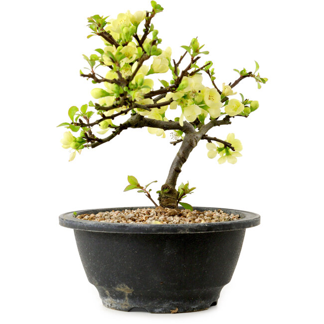 Chaenomeles speciosa blanca, 16 cm, ± 12 años de edad