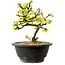 Chaenomeles speciosa weiß, 16 cm, ± 12 Jahre alt
