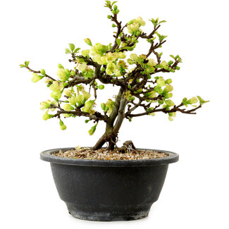 Chaenomeles speciosa blanche, 16 cm, ± 12 ans