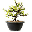 Chaenomeles speciosa wit, 16 cm, ± 12 jaar oud