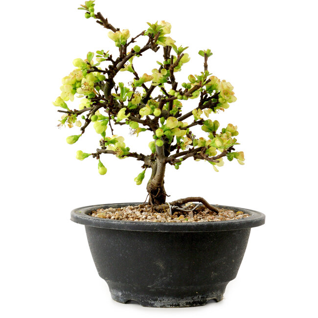 Chaenomeles speciosa bianca, 16 cm, ± 12 anni