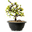 Chaenomeles speciosa blanca, 16 cm, ± 12 años de edad