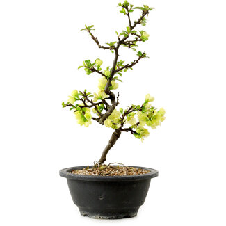 Chaenomeles speciosa blanche, 16 cm, ± 12 ans