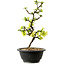 Chaenomeles speciosa bianca, 16 cm, ± 12 anni
