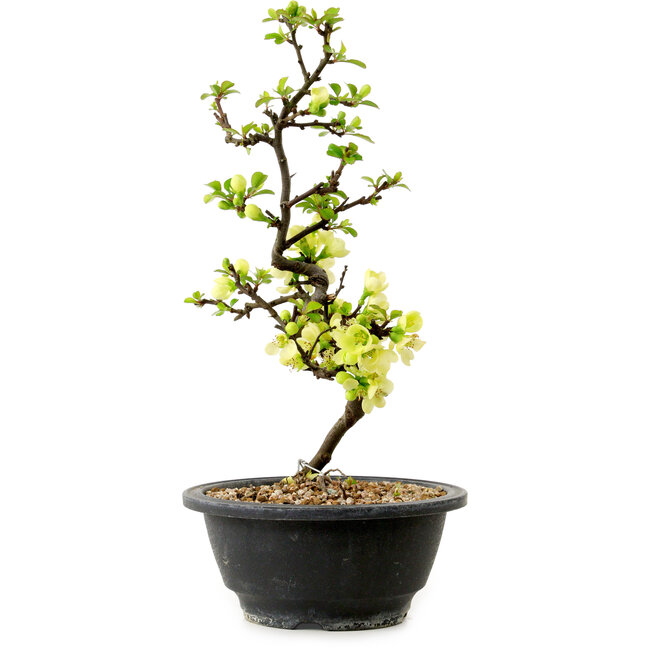 Chaenomeles speciosa weiß, 16 cm, ± 12 Jahre alt