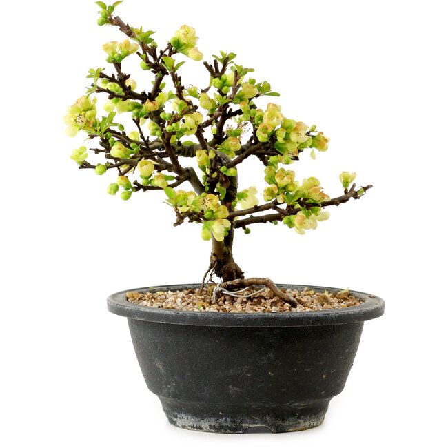 Chaenomeles speciosa blanca, 16 cm, ± 12 años de edad