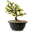 Chaenomeles speciosa blanca, 16 cm, ± 12 años de edad