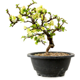Chaenomeles speciosa blanca, 16 cm, ± 12 años de edad
