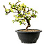 Chaenomeles speciosa bianca, 16 cm, ± 12 anni