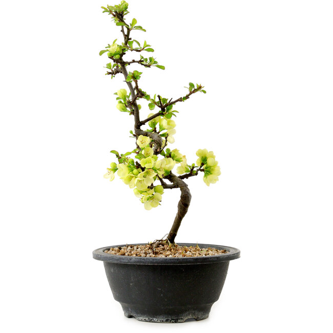 Chaenomeles speciosa weiß, 16 cm, ± 12 Jahre alt