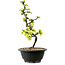 Chaenomeles speciosa bianca, 16 cm, ± 12 anni