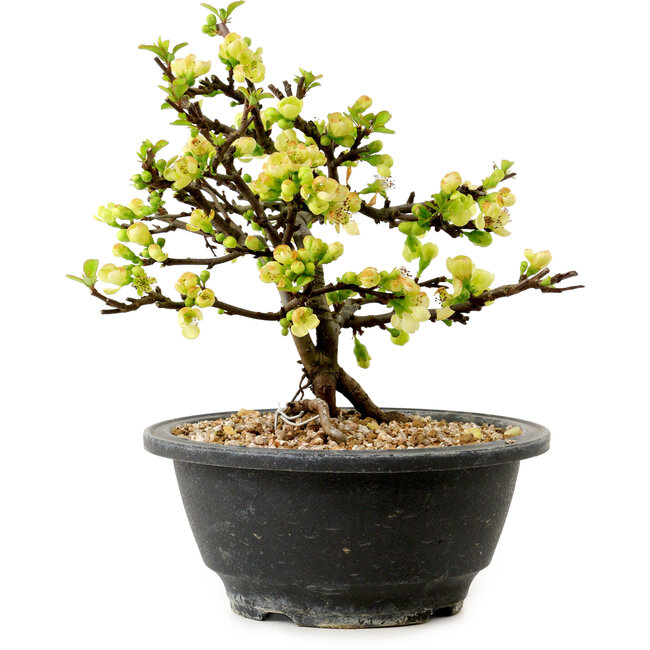 Chaenomeles speciosa weiß, 16 cm, ± 12 Jahre alt