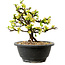Chaenomeles speciosa blanca, 16 cm, ± 12 años de edad