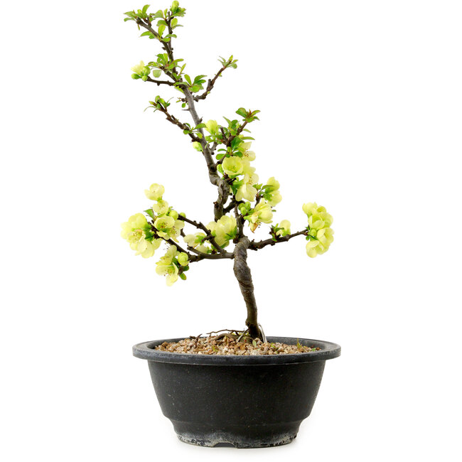 Chaenomeles speciosa weiß, 16 cm, ± 12 Jahre alt