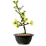 Chaenomeles speciosa white, 16 cm, ± 12 years old