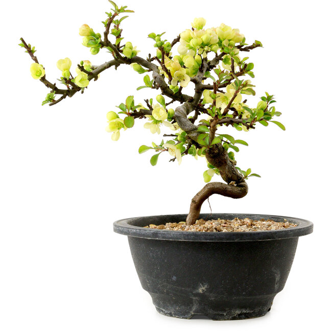 Chaenomeles speciosa white, 16 cm, ± 12 years old