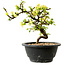 Chaenomeles speciosa weiß, 16 cm, ± 12 Jahre alt