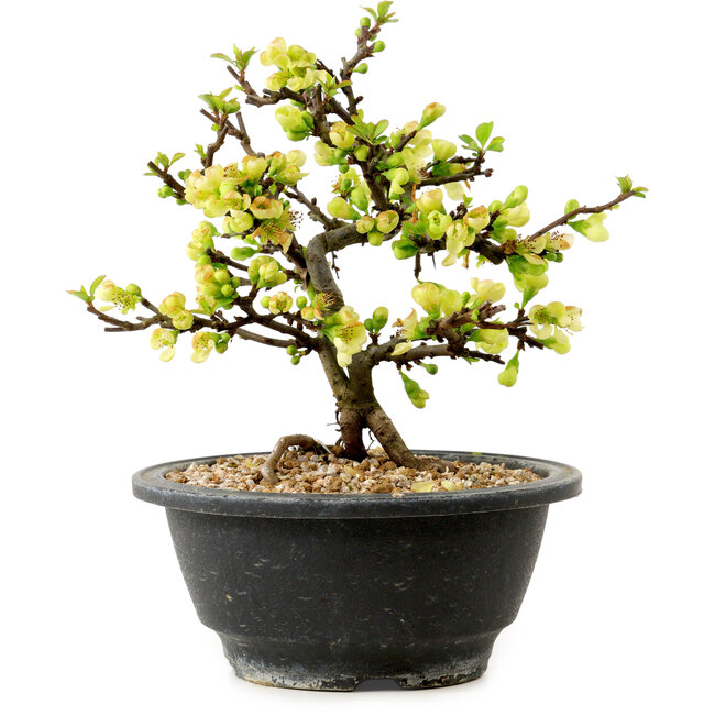 Chaenomeles speciosa white, 16 cm, ± 12 years old