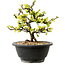 Chaenomeles speciosa blanche, 16 cm, ± 12 ans