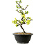 Chaenomeles speciosa blanca, 16 cm, ± 12 años de edad
