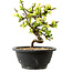 Chaenomeles speciosa blanca, 16 cm, ± 12 años de edad