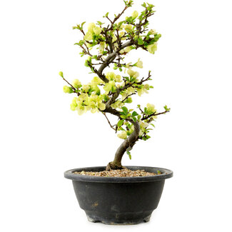 Chaenomeles speciosa blanca, 16 cm, ± 12 años de edad