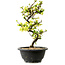 Chaenomeles speciosa blanca, 16 cm, ± 12 años de edad