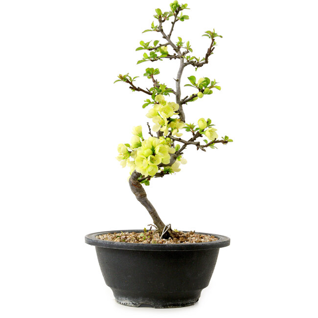 Chaenomeles speciosa blanche, 16 cm, ± 12 ans