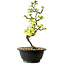 Chaenomeles speciosa bianca, 16 cm, ± 12 anni