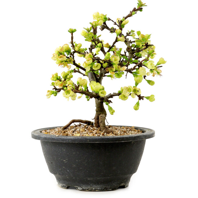 Chaenomeles speciosa blanche, 16 cm, ± 12 ans