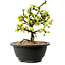 Chaenomeles speciosa blanche, 16 cm, ± 12 ans