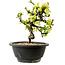 Chaenomeles speciosa weiß, 16 cm, ± 12 Jahre alt