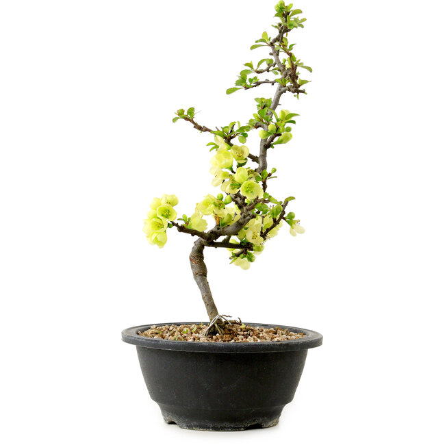 Chaenomeles speciosa blanca, 16 cm, ± 12 años de edad