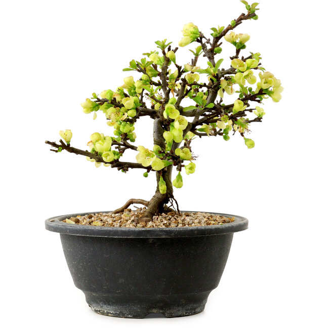Chaenomeles speciosa blanca, 16 cm, ± 12 años de edad