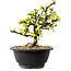 Chaenomeles speciosa bianca, 16 cm, ± 12 anni