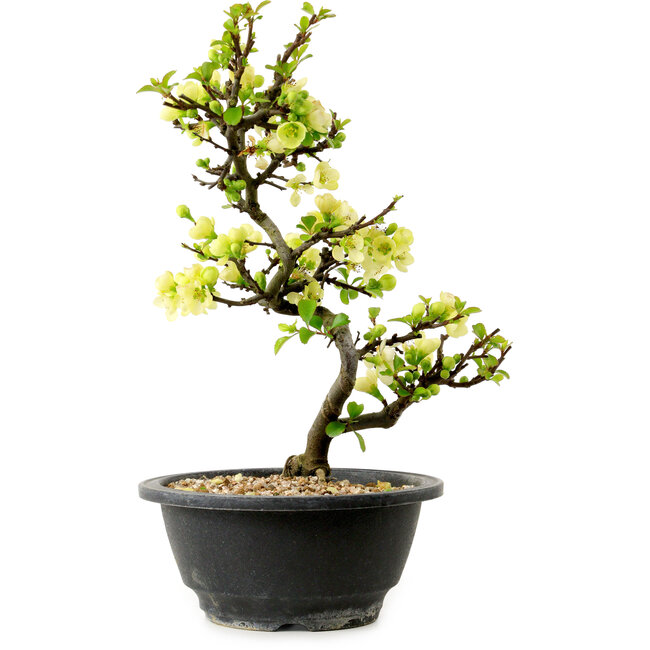 Chaenomeles speciosa weiß, 16 cm, ± 12 Jahre alt