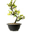 Chaenomeles speciosa bianca, 16 cm, ± 12 anni