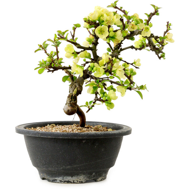 Chaenomeles speciosa white, 16 cm, ± 12 years old