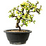 Chaenomeles speciosa blanche, 16 cm, ± 12 ans