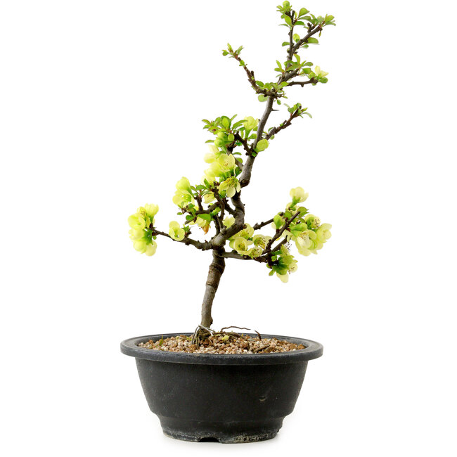 Chaenomeles speciosa bianca, 16 cm, ± 12 anni