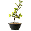 Chaenomeles speciosa weiß, 16 cm, ± 12 Jahre alt