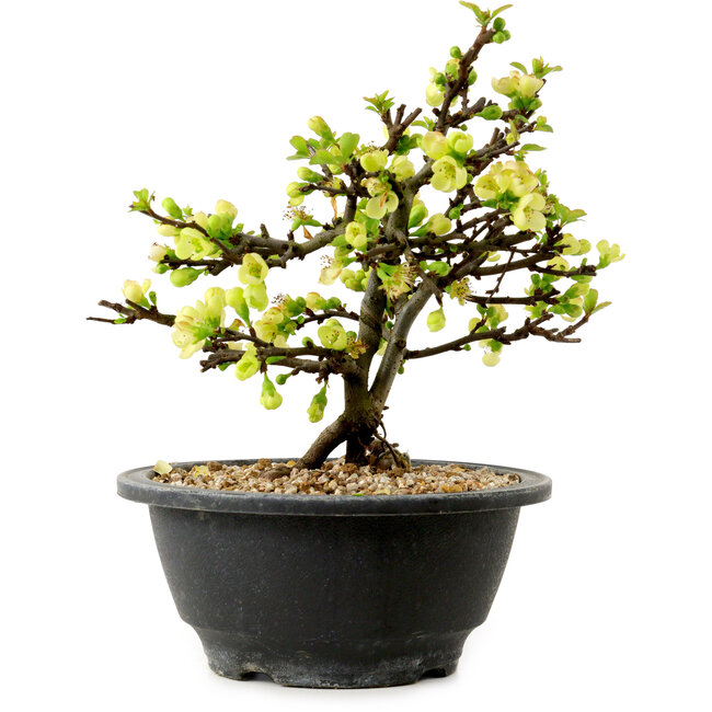 Chaenomeles speciosa blanche, 16 cm, ± 12 ans