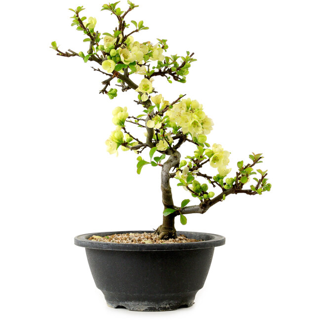 Chaenomeles speciosa blanca, 16 cm, ± 12 años de edad