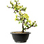Chaenomeles speciosa blanca, 16 cm, ± 12 años de edad