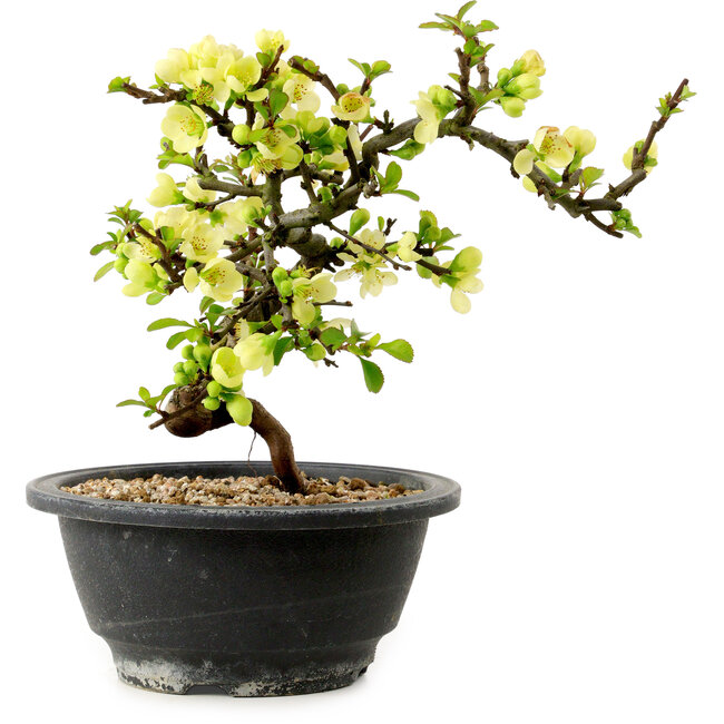 Chaenomeles speciosa blanche, 16 cm, ± 12 ans