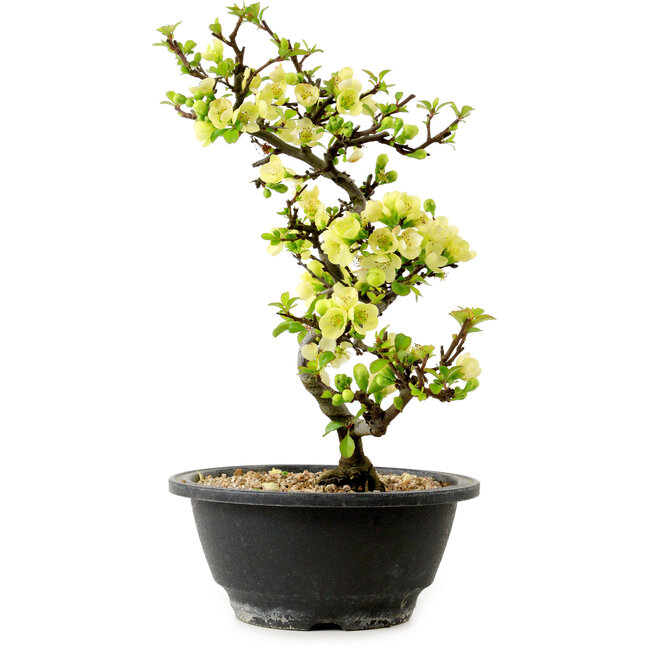 Chaenomeles speciosa weiß, 16 cm, ± 12 Jahre alt