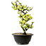Chaenomeles speciosa blanche, 16 cm, ± 12 ans