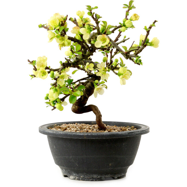 Chaenomeles speciosa wit, 16 cm, ± 12 jaar oud